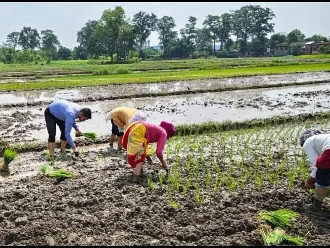 खेत में किसानों के साथ धान रोपनी करते जिला कृषि पदाधिकारी सरफराज असगर